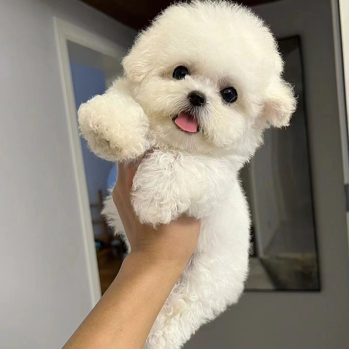 比熊幼犬活物出售爆毛比熊犬活体纯种长不大茶杯犬家养宠物狗