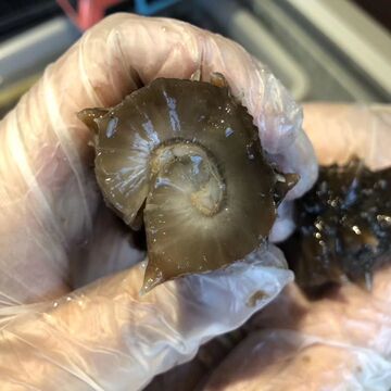 俄罗斯进口野生海参干货六排刺参二红参淡干非即食海参