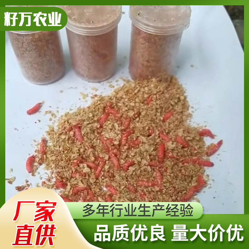 钓鱼红蛆虫鲫鱼鲤鱼草鱼罗非翘嘴青鱼鳊鱼鱼诱红虫  厂家批发