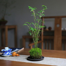 苔藓球植物米竹红观音竹金明竹水培盆景客厅室内桌面观赏竹子盆栽