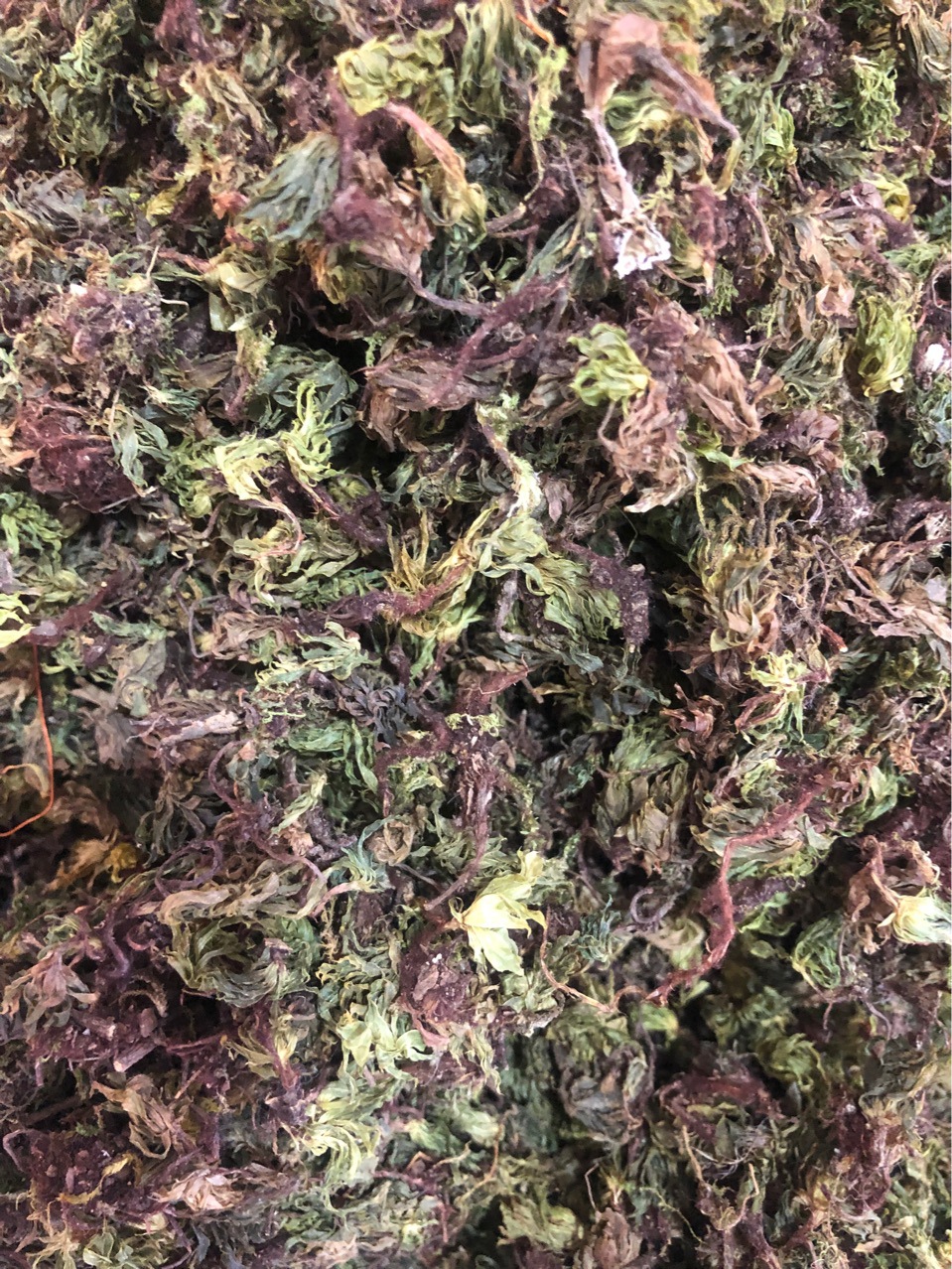 批发中药材 回心草 太阳草 岩谷伞 代嚰粉-阿里巴巴