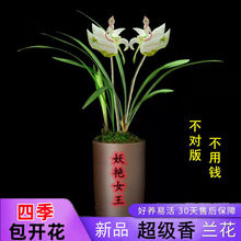 带花苞花卉鬼兰花稀有品种四季开花浓香中国十大名花卉室内外盆栽