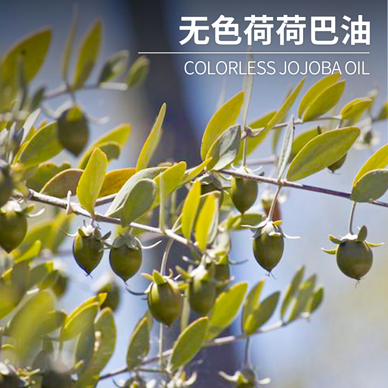 厂家直供无色荷荷巴油现货 霍霍巴油植物基础油化妆日化原料供应