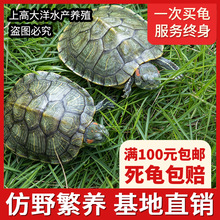 巴西龟小乌龟活体特大宠物龟招财龟小宠长寿龟乌龟活物养殖场批发