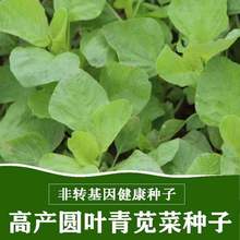 圆叶青苋菜阳台盆栽易发芽绿色有机健康鲜嫰蔬菜种子新手高产易种
