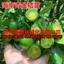 带果发货海南青金桔树苗小青桔小金桔盆栽奶茶店用青柠苗阳台客厅