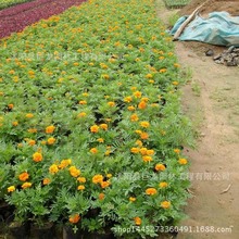 基地棣棠多分枝棣棠苗 棣棠花 工程绿化用苗 规格齐全