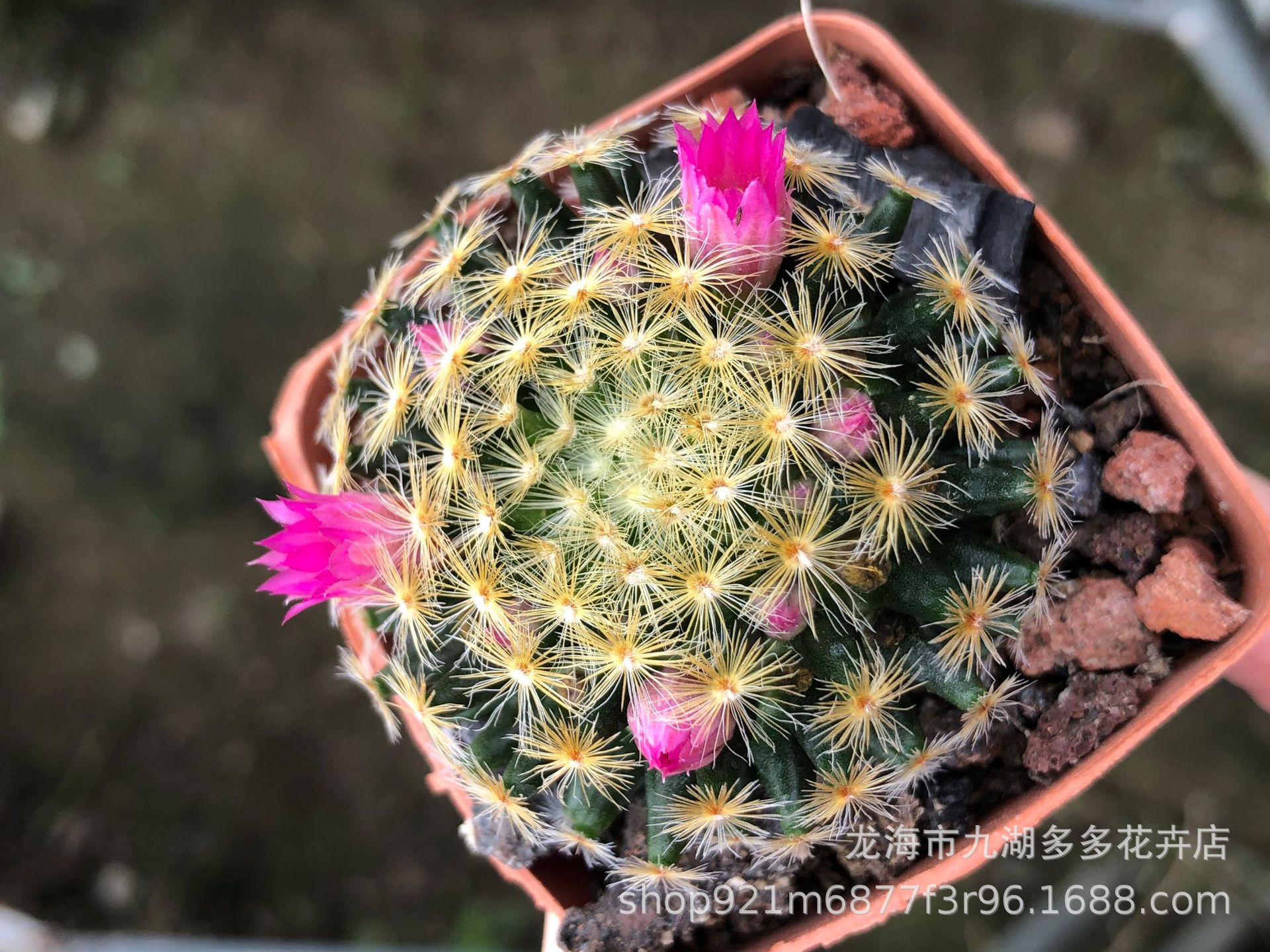 多肉植物批发 实生红花明星仙人球 4公分左右 萝卜根 防幅射