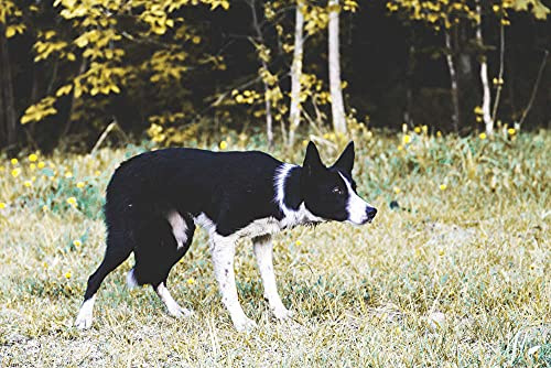 俄罗斯-欧洲莱卡犬树林草地钻石画