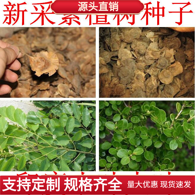 印度小叶紫檀种子 羽叶檀 青龙木 黄柏木 檀香树种子 名贵木材籽