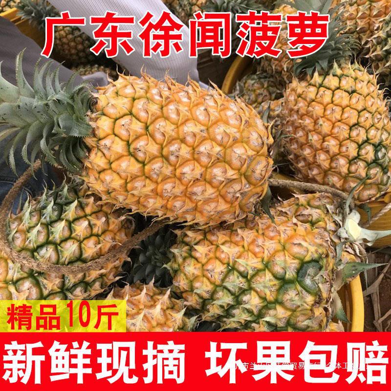 广东徐闻菠萝新鲜水果整箱10斤应当季香水菠萝非金钻凤梨包邮