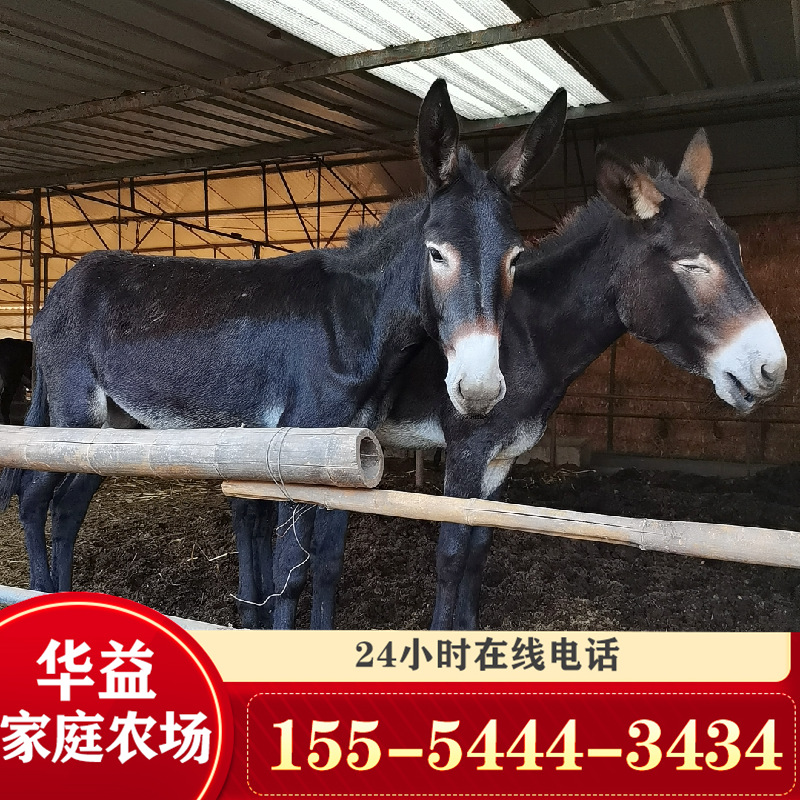 德州肉驴崽 三粉驴肉驴价格出栏的小驴苗一头 德州驴-阿里巴巴