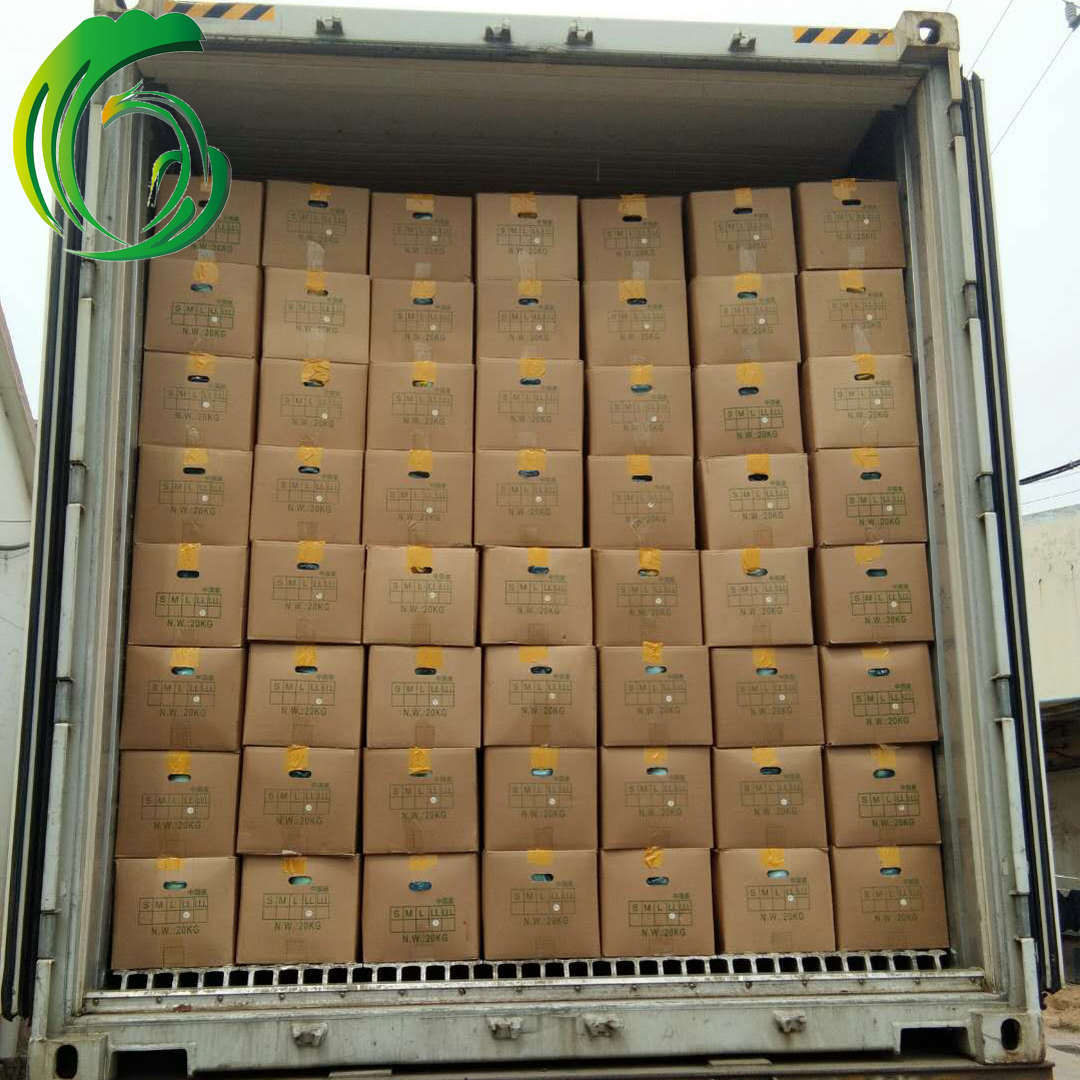 挖芯充氮洋葱 工厂直供 云南产地 备案基地产 出口日本 brc sedex