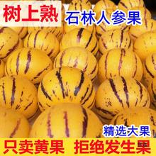 云南石林新鲜现摘孕妇水果人生果圆果树上熟人参果黄果大果黄肉