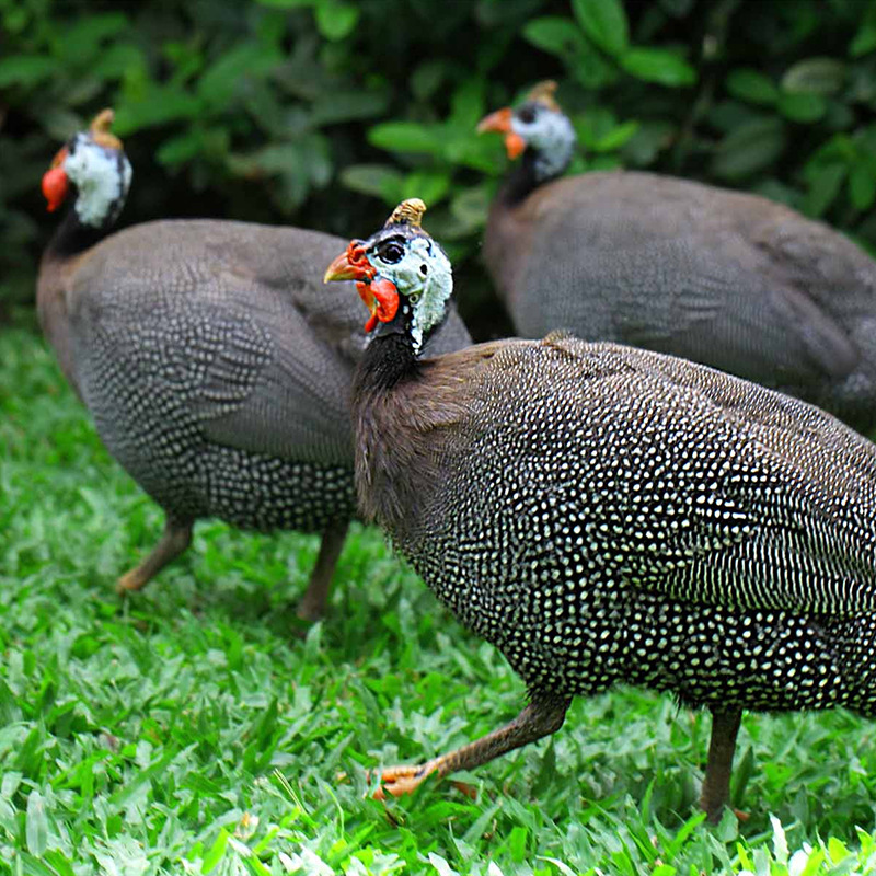珍珠鸡价格活体养殖半大珍珠鸡市场价格快递发货一对也是批发价
