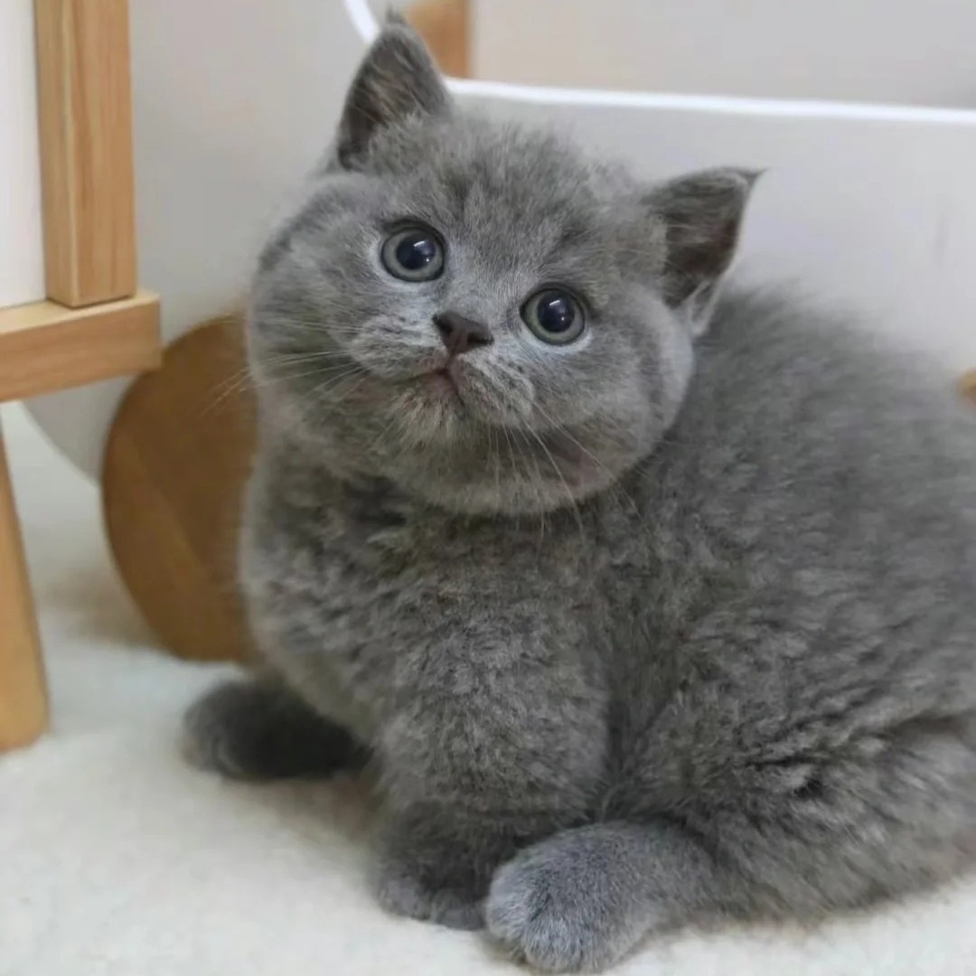 纯种蓝猫幼猫活体英短蓝猫矮脚幼崽英国短毛蓝猫活物宠物猫咪批发