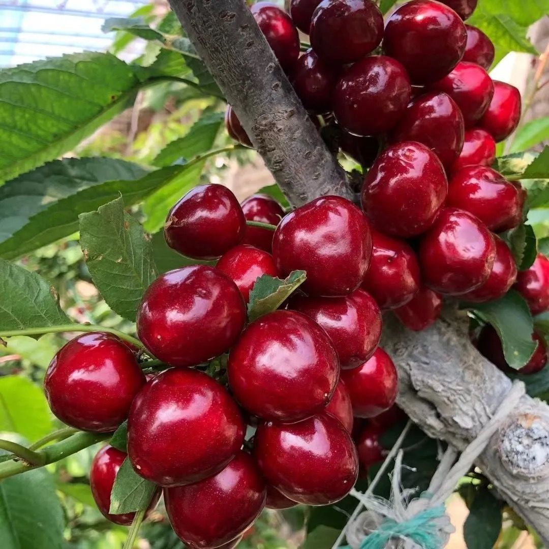 【现摘现发】山东大樱桃新鲜水果国产2斤5斤应季车厘子