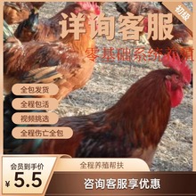出售绿皮蛋鸡 高产芦花鸡纯种脱温芦花鸡鸡苗活体小鸡幼苗绿皮蛋
