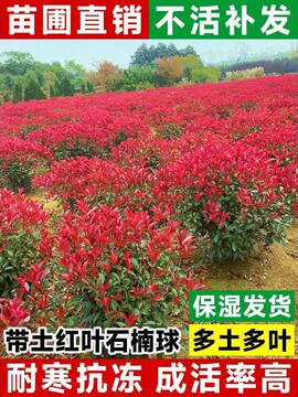红叶石楠树苗火焰红石楠球庭院盆栽地栽绿篱笆苗绿化苗木四季常青
