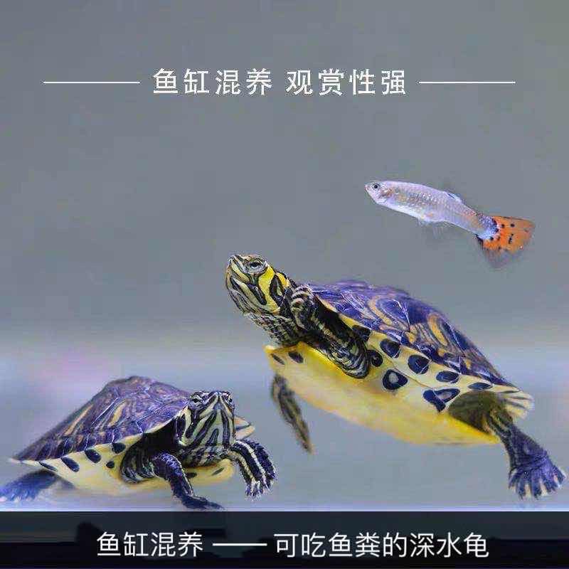 深水乌龟活物鱼缸混养冷水长寿龟宠物观赏小乌龟一对黄耳淡水其他