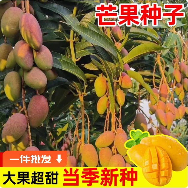 芒果种子四季种植易活种籽金煌芒红贵妃庭院阳台盆栽蔬菜水果种苗