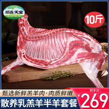 羊肉新鲜现杀半只羊10斤乳羔羊生羊肉羊腿羊排羊蝎子火锅年货礼盒