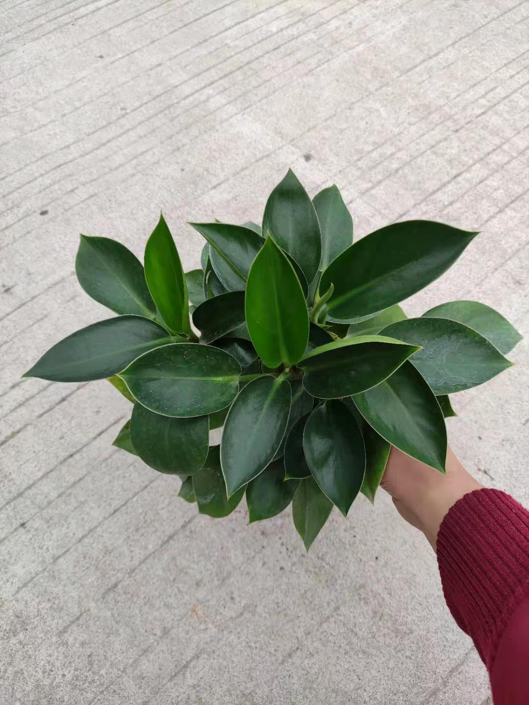 基地直供 120#小苹果 室内净化空气观叶绿植花卉净化空气植物