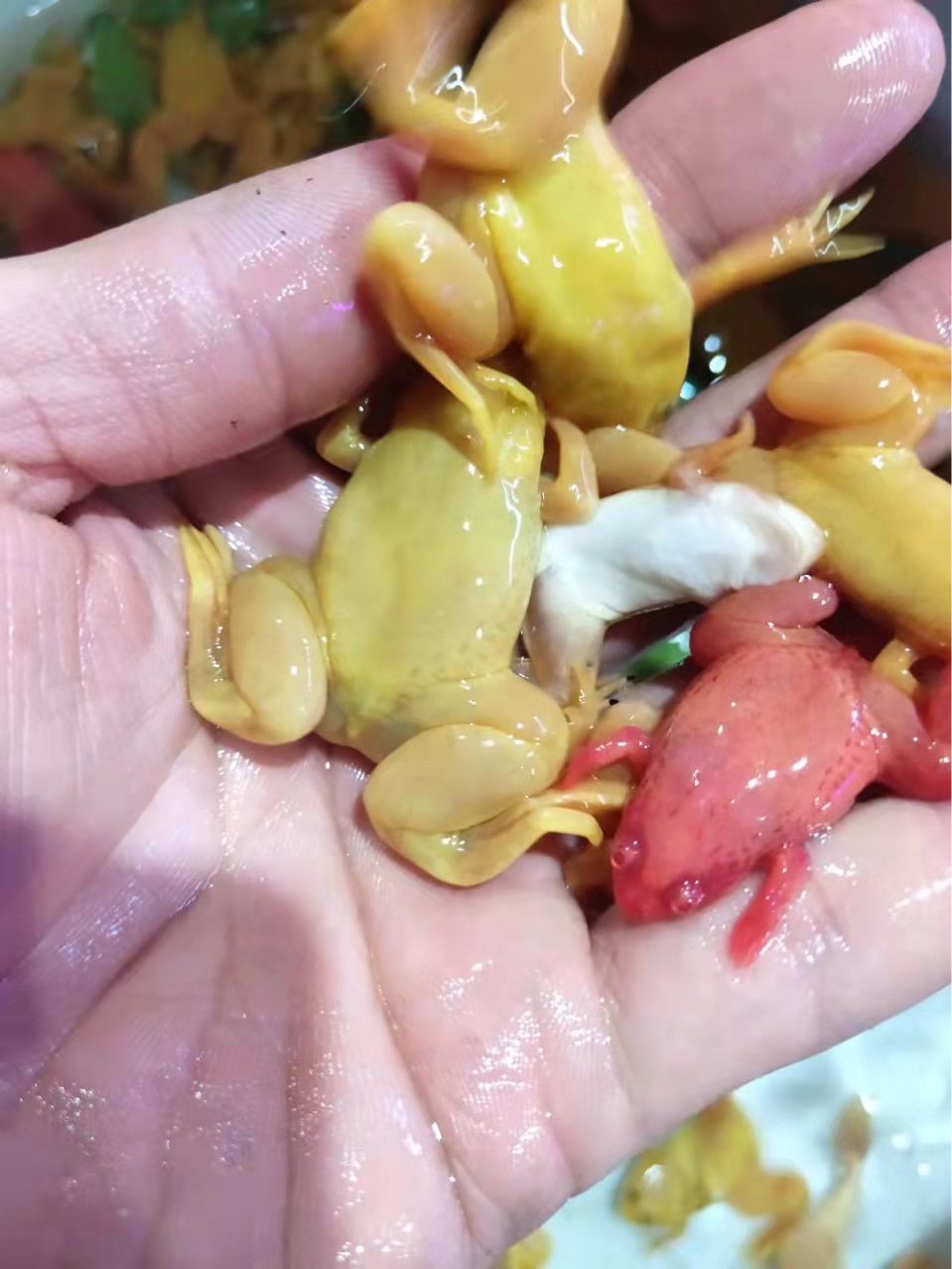 求购金钱龟苗-求购金钱龟苗厂家,品牌,图片,热帖-阿里巴巴