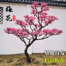 梅花树苗红梅盆栽腊梅耐寒庭院盆栽地栽阳台室外四季花卉植物浓香