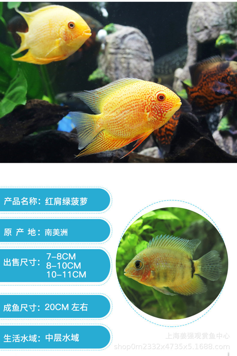 喷点菠萝鱼苗活体菠萝鱼热带观赏鱼宠物鱼淡水龙鱼配鱼混养红宝石