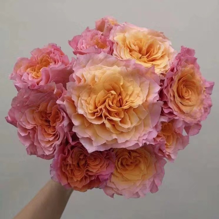 狂想曲多头火灵鸟玫瑰花新鲜切花火焰闪耀唯爱牙买加彩橙自由精灵