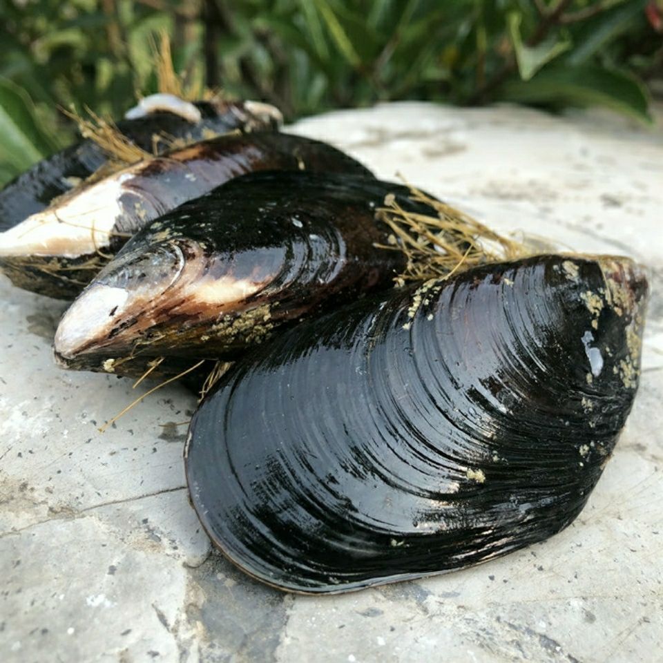 鲜活大青口贝新鲜超大海虹带壳淡菜贻贝类生鲜海鲜水产