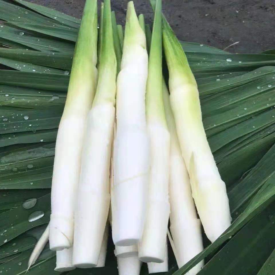 水生蔬菜现挖特双季茭白苗种四季高笋种苗高瓜苗包邮 龙虾套养