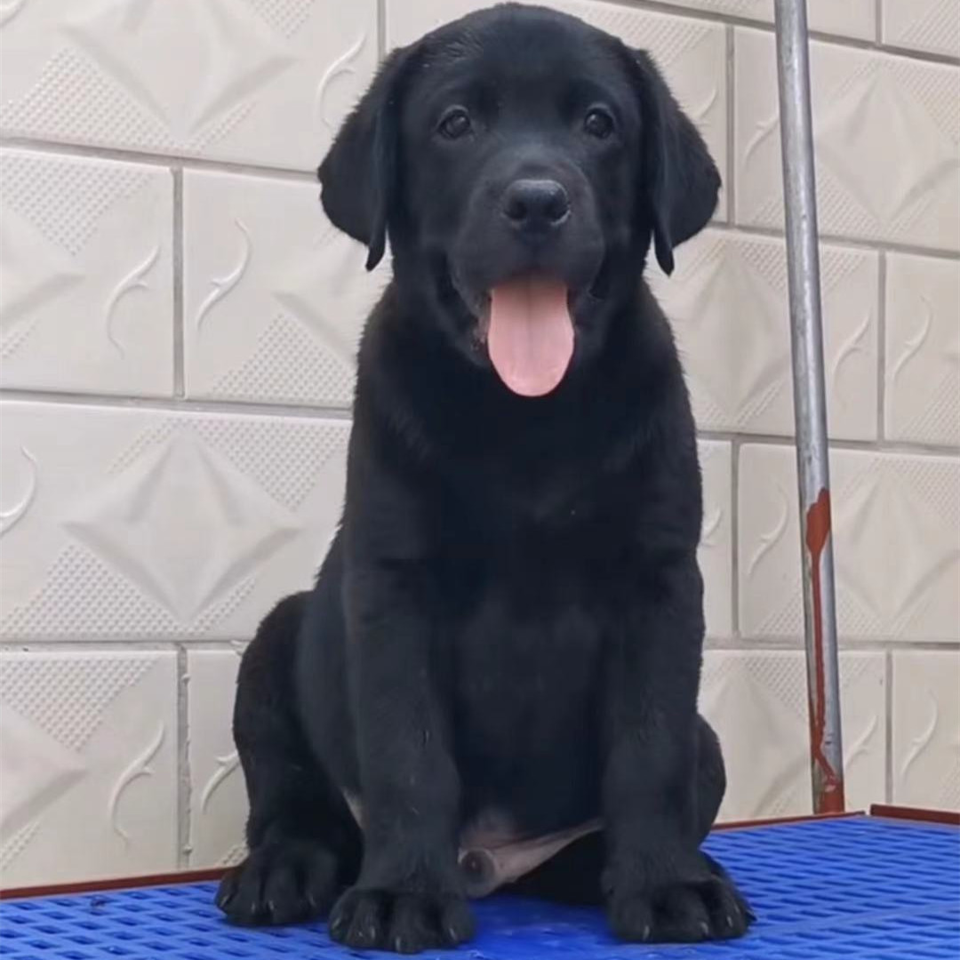 出售拉布拉多活体幼犬宠物狗狗大骨架黑色白色拉布拉多犬聪明可爱