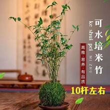 米竹盆景植物室内微观盆景凤尾竹观音竹观赏竹子庭院小型米竹盆栽