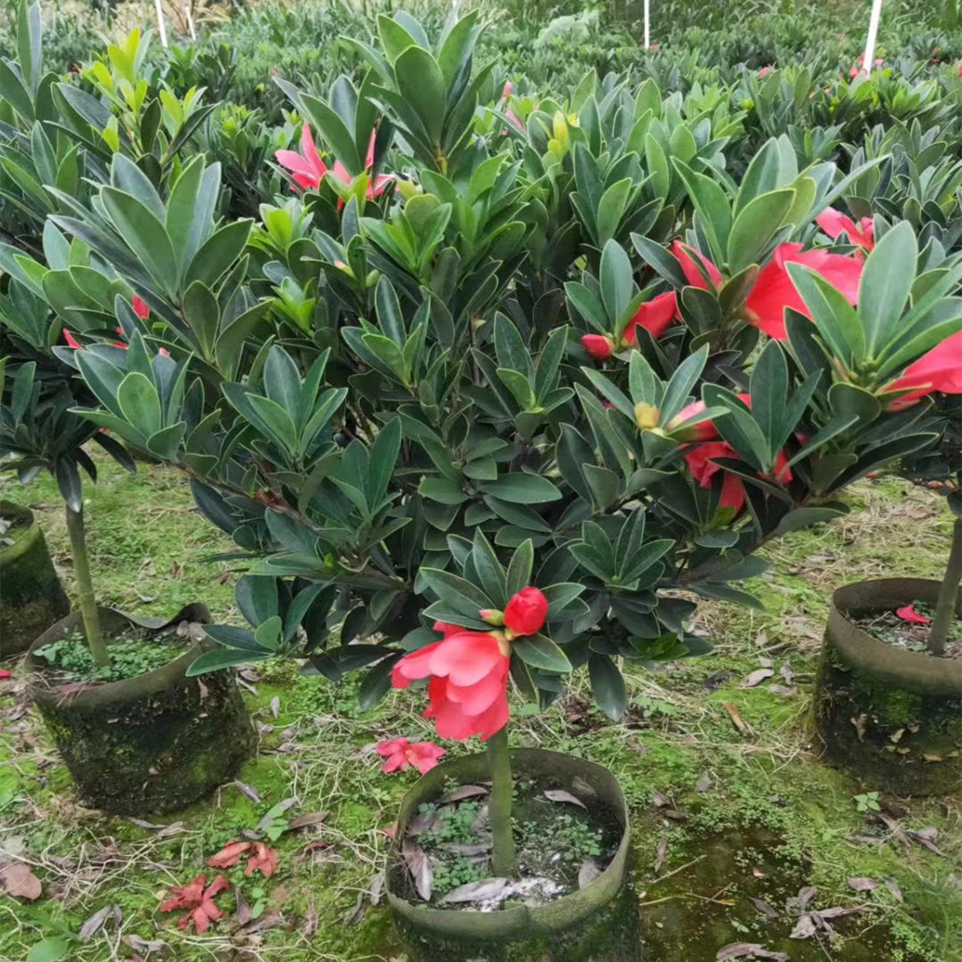 福建四季茶花批发价格1-2米高规格齐全四季山茶花基地