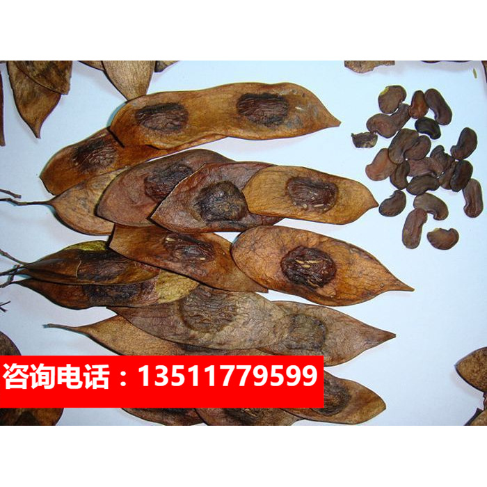 海南黄花梨种子 印度小叶紫檀种子 金丝楠木树种子 菩提种子