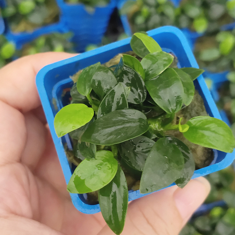 袖珍迷你小榕水草无土植物后景草真水草鱼缸水族箱造景水草