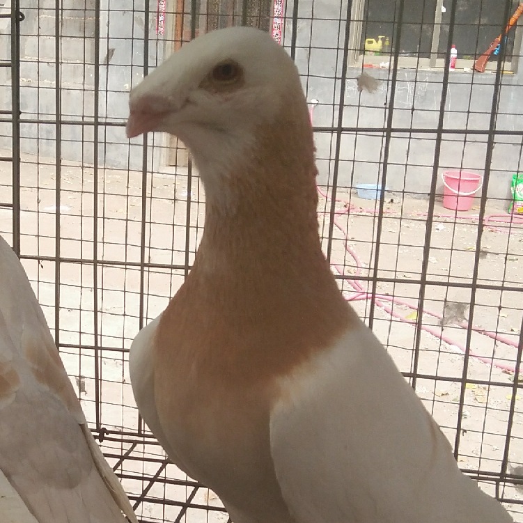 蛇头鸽一对多少钱 马头鸽 美河马鸽子 俄罗斯头型鸽