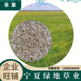 批发羊草种子碱草籽 羊草种籽北方马羊牛牧草种子