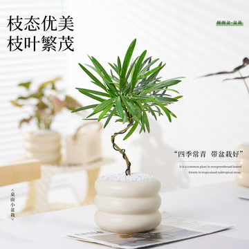 造型罗汉松盆栽办公室绿植室内桌面小迎客松树造形盆景四季植物禄