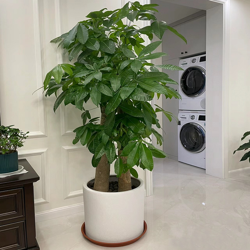 发财树客厅大盆栽绿植大型室内开业乔迁植物落地高端绿植精品老桩