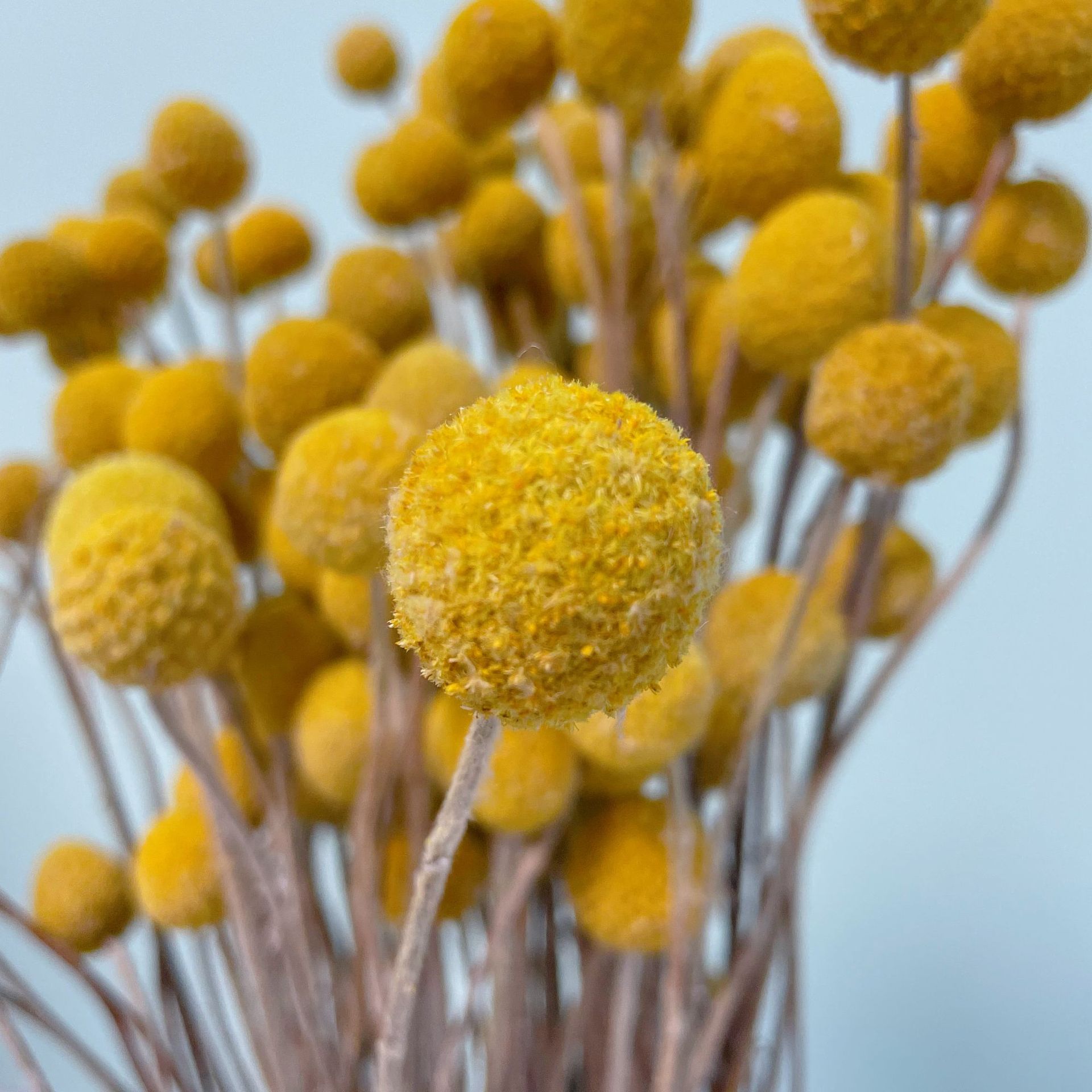 黄金球干花花束 云南厂家批发干花永生花黄金球家居装饰花束配材