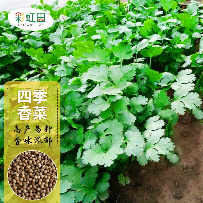 澳洲四季香菜种子耐热小叶香菜四季大叶香菜种籽春夏秋芫荽种代发