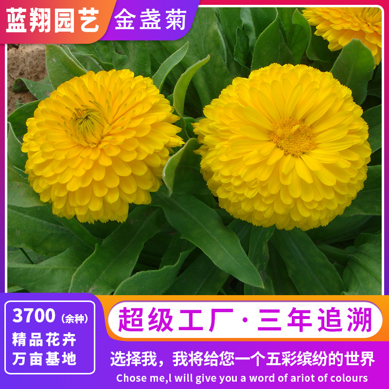 金盏菊种子 四季开花 耐寒阳台盆栽 庭院绿化速播速开 厂家特价