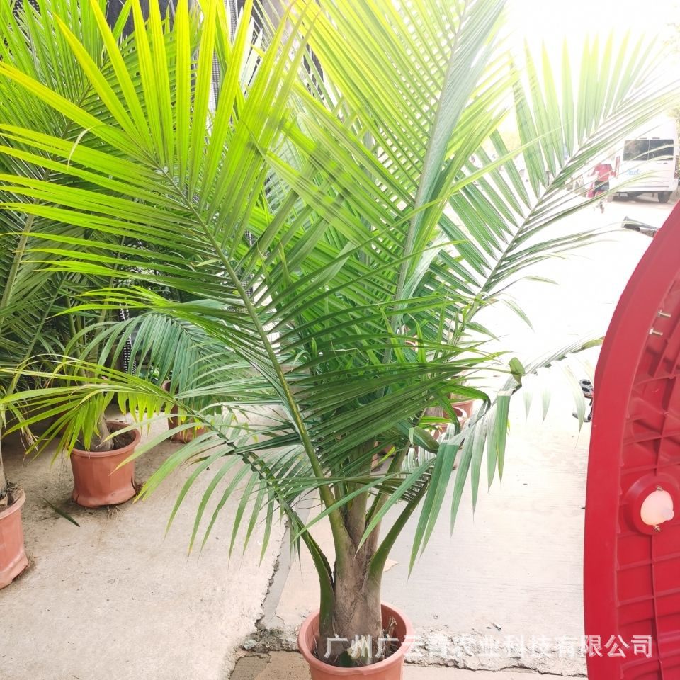 国王椰子盆栽大型绿植盆景夏威夷散尾葵室内阳台客厅办公室大植物