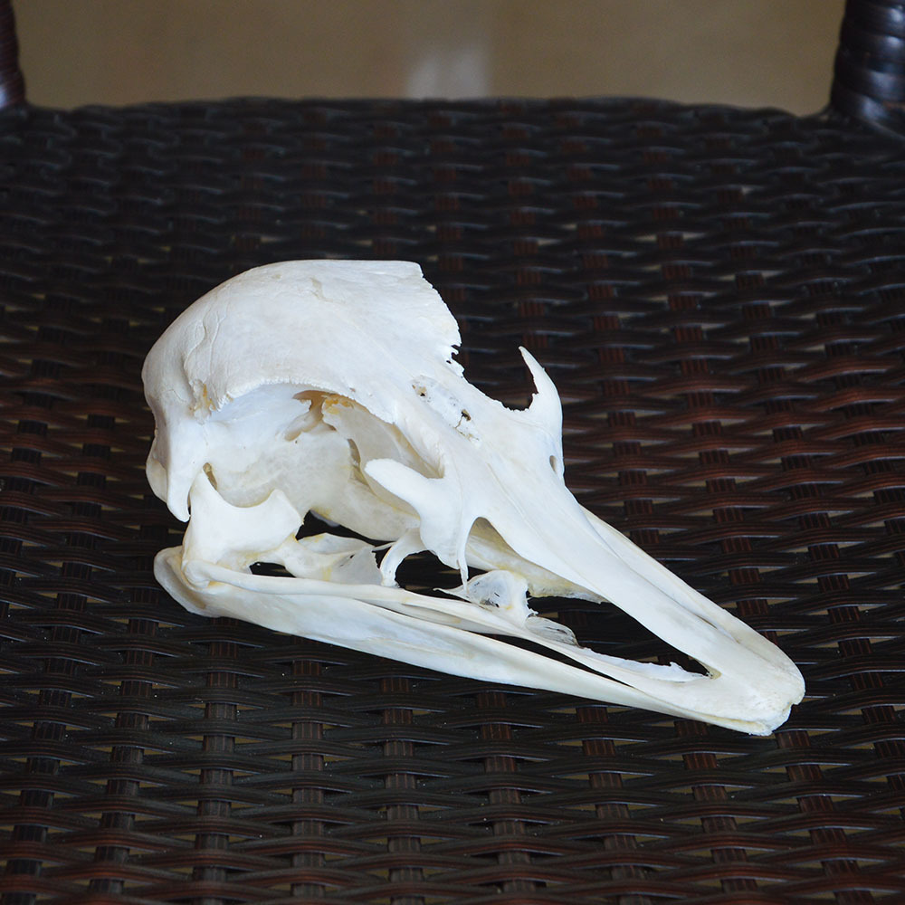 品相完整鸵鸟头骨标本骨骼漂白处理动物头骨模型