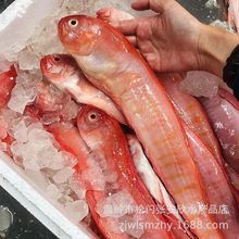 新鲜红带鱼生鲜赤刀鱼鲜活速冻酒店批发海鲜红色海鱼【量大从优】