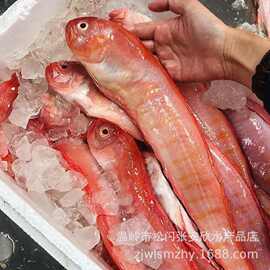 新鲜红带鱼生鲜赤刀鱼鲜活速冻酒店批发海鲜红色海鱼