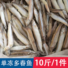 单冻多春鱼10斤一件满籽多春鱼多籽新鲜冷冻海鲜水产烧烤食材批发